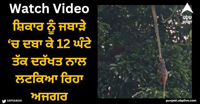 python hangs from a tree for 12 hours to pull its prey up Viral Video: ਸ਼ਿਕਾਰ ਨੂੰ ਜਬਾੜੇ ‘ਚ ਦਬਾ ਕੇ 12 ਘੰਟੇ ਤੱਕ ਦਰੱਖਤ ਨਾਲ ਲਟਕਿਆ ਰਿਹਾ ਅਜਗਰ, ਵੀਡੀਓ ਦੇਖ ਕੇ ਉੱਡ ਜਾਣਗੇ ਹੋਸ਼