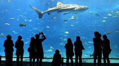 जापान में पानी के नीचे बन रहा शहर? जानिए कैसे हो रहा ये काम