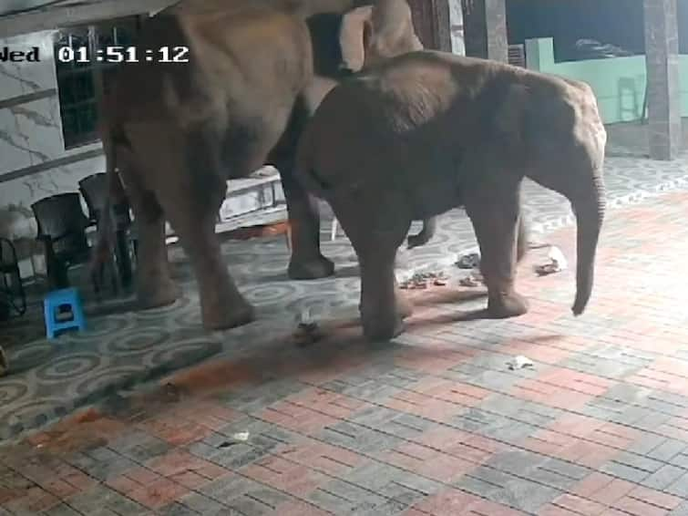 Coimbatore news elephants that entered the house Residents luckily escaped - TNN வீட்டிற்குள் நுழைந்த காட்டு யானைகள்; அதிர்ஷ்டவசமாக உயிர் தப்பிய குடியிருப்புவாசிகள்