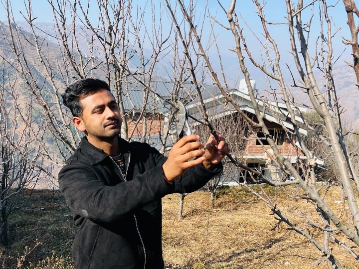 Waiting for snowfall in Himachal, danger looms on apple gardening, gardeners disappointed ann Himachal Pradesh: अगर जल्द नहीं हुई बर्फबारी तो होगा करोड़ों का नुकसान, सेब की बागवानी पर मंडरा रहा खतरा