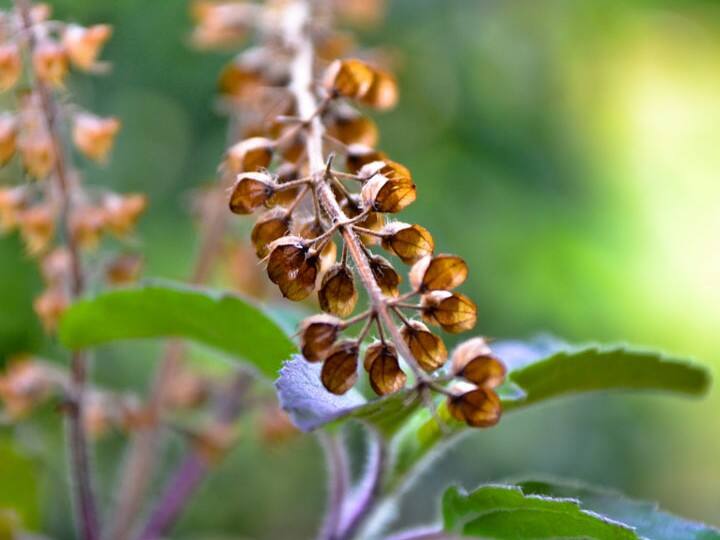 पौष अमावस्या पर गुरुवार का संयोग तुलसी पूजा के लिए शुभ होगा. ऐसे में इस दिन तुलसी में जल चढ़ाते समय कुछ बूंदे दूध की डाल लें. मान्यता है इससे धन के मार्ग खुलते हैं. दरिद्रता का नाश होता है.