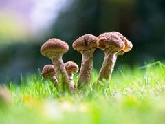 ​200 गज के प्लॉट ही में कर सकते हैं इस चीज की खेती, सैलरी से ज्यादा होगा मुनाफा