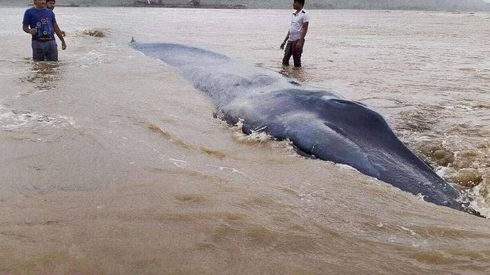 इस बात से बहुत कम लोग वाकिफ होते हैं कि जिंदा व्हेल से ज्यादा खतरा उन्हें मरी हुई व्हेल से होता है. दरअसल मरी हुई व्हेल के शरीर में कभी भी विस्फोट हो सकता है जिसके चलते वो हमेशा इंसानों के लिए खतरा बनी रहती हैं.