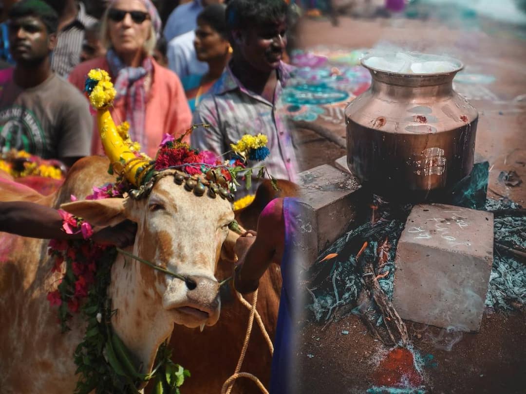 Mattu Pongal Funny Wishes: மாட்டுப் பொங்கல் வாழ்த்துகளை அனுப்பி நண்பர்களை கலாய்ப்பவரா நீங்கள்? உங்களுக்குத்தான் இது..