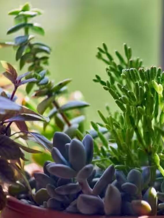 घर पर उगा लें ये मसालें, खरीदने का झंझट खत्म