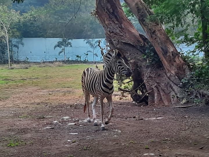 African Zebras in Indore Zoo brought From Jamnagar under Animal Exchange Program ann MP News: इंदौर चिड़ियाघर में पहुंचे अफ्रीकी मेहमान, जामनगर से लाए गए जेब्रा बढ़ाएंगे रौनक