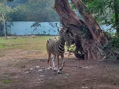 इंदौर चिड़ियाघर में पहुंचे अफ्रीकी मेहमान, जामनगर से लाए गए जेब्रा बढ़ाएंगे रौनक