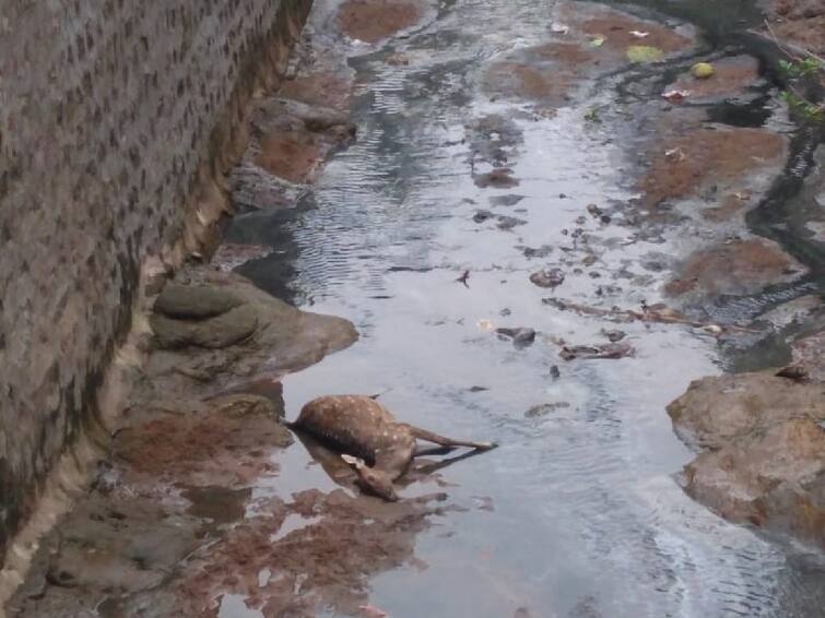 Coimbatore Deer found dead in waste water discharged into the forest in Mettupalayam - TNN Coimbatore: வனத்திற்குள் விடப்படும் கழிவு நீரில் இறந்து கிடந்த மான் ; வனத்துறை எச்சரிக்கை
