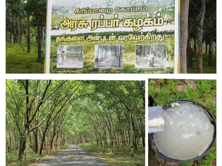 Agriculture news Due to lack of prices rubber farmers are devastated rubber trees are being destroyed - TNN Agriculture news: விலை இல்லாததால் நொந்து போன ரப்பர் விவசாயிகள்- அழிக்கப்படும் ரப்பர் மரங்கள்