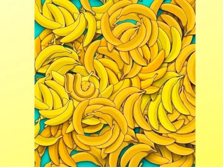 इस तस्वीर में आपको खूब सारे केले दिखाई दे रहे होंगे. इन पीले रंग के केलों के बीच में ही कहीं पर एक सांप भी छुपा हुआ है. जो कि आसानी से आप नहीं देख पाएंगे. उसे देखने के लिए आपके दिमाग के घोड़े दौड़ने होंगे.