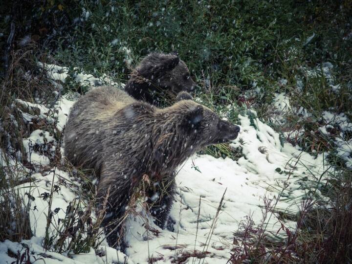 ये प्रकिया इतनी आसान नहीं है. इसमें शरीर की सभी प्रक्रियाएं बहुत धीमी हो जाती हैं और यहां तक कि दिल की धड़कन भी बहुत कम हो जाती है. भालू किसी तरह से इनके दुष्प्रभाव से बचने में सफल रहते हैं.