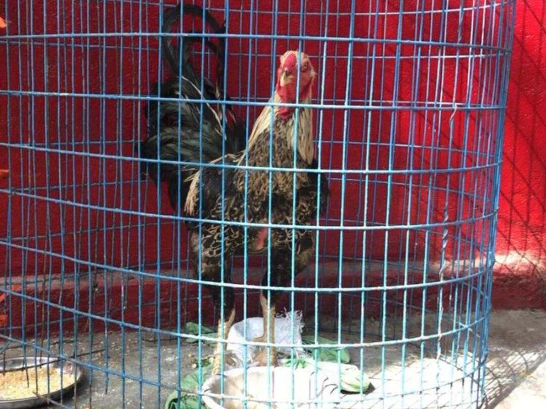 Karimnagar News: ఆర్టీసీలో లగేజ్ మర్చిపోతే ఏమవుతుంది? బస్లో దొరికిన కోడిపుంజు కథేంటీ? TSRTC A passenger forgot Rooster his in the Karimnagar RTC bus dnn Karimnagar News: ఆర్టీసీలో లగేజ్ మర్చిపోతే ఏమవుతుంది? బస్లో దొరికిన కోడిపుంజు కథేంటీ?