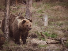 ठंड में कई महीनों तक सो सकते हैं भालू, जानिए इसके पीछे की वजह