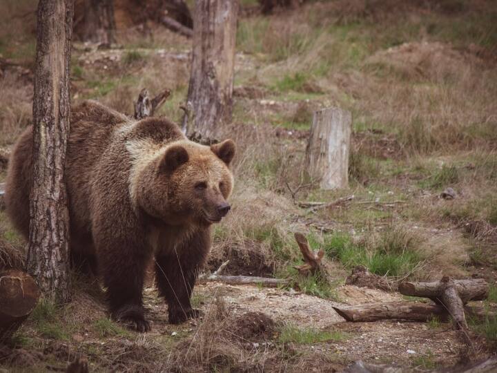 लेकिन क्या कोई जानवर 7 से 8 महीने तक सो सकता है. दरअसल भालू ठंड के समय करीब 6 से 7 महीने तक सो सकता है.