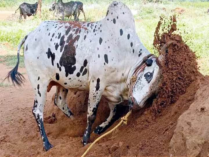 Jallikattu 2024 Bulls preparing for the Jallikattu competition in preparation for Pongal - TNN Jallikattu 2024 : தேனி, திண்டுக்கல் மாவட்டத்தில் ஜல்லிக்கட்டு போட்டிக்கு தயாராகும் காளைகள்