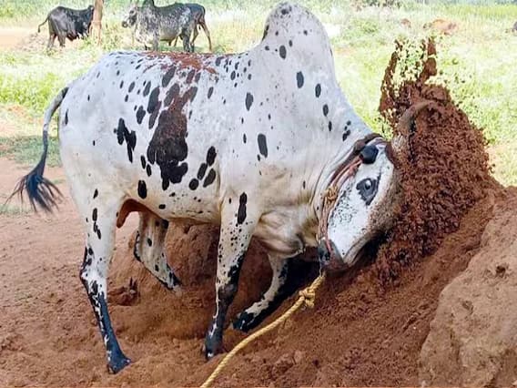 Jallikattu 2024 : தேனி, திண்டுக்கல் மாவட்டத்தில் ஜல்லிக்கட்டு போட்டிக்கு தயாராகும் காளைகள்