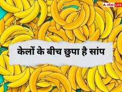 Optical Illusion: केलों की बीच में कहीं छुपा है सांप ?  बुद्धि तेज है तो ढूंढ कर  बताओ, 99% लोग नहीं ढूंढ पाए
