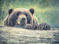 ठंड में कई महीनों तक सो सकते हैं भालू, जानिए इसके पीछे की वजह