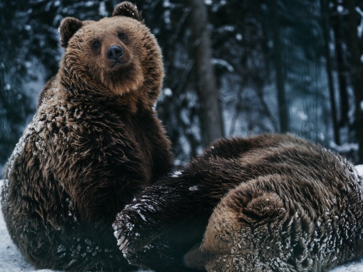 999+ Black Bear Pictures | Download Free Images on Unsplash