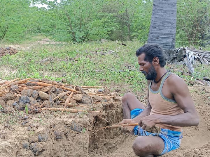 பனங்கிழங்கை பொங்கல் தொகுப்போடு அரசு வழங்க ஆண்டுதோறும் கோரிக்கை விடுக்கும் பனை தொழிலாளர்கள்- கண்டு கொள்ளாத அரசு