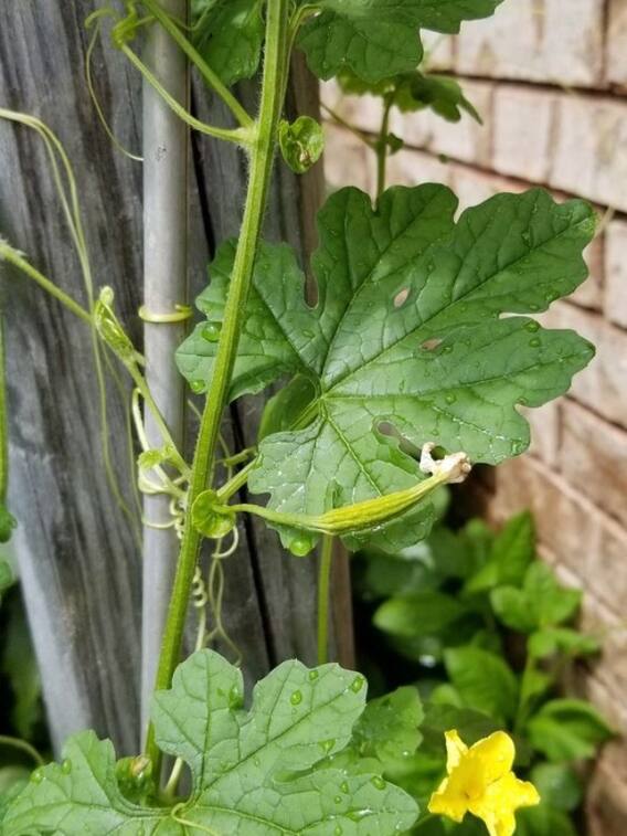 कमजोर हड्डियों में जान फूंक देंगी यह चमत्कारी पत्ती