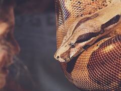 चीन समेत कई देशों में लोग क्यों पीते हैं सांप का खून? जानें यह कितना खतरनाक