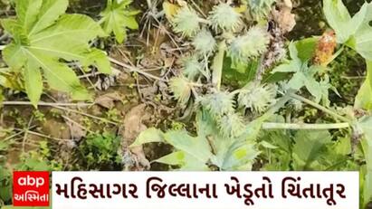 Mahisagar News : મહીસાગર જિલ્લામાં દિવેલાના પાકમાં રોગચાળો આવતા ખેડૂતો ચિંતામાં