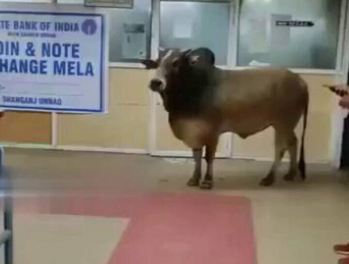 Akhilesh Yadav shared video of bull visiting bank in Unnao and slams BJP government ann Watch: बैंक में घुसा सांड तो अखिलेश यादव ने बीजेपी पर कसा तंज, बोले- 15 लाख का हिसाब मांगने गया होगा