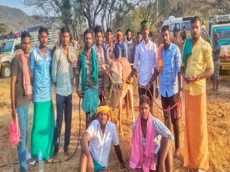 Jallikattu 2024 Orathanadu fire boys preparing bulls for the  jallikattu - TNN Jallikattu 2024: ஜல்லிக்கட்டுக்காக காளைகளை அட்டகாசமாக தயார்படுத்தும் ஒரத்தநாடு நெருப்பு பாய்ஸ் குழுவினர்