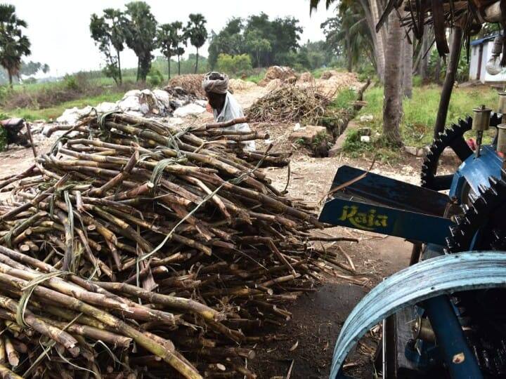வெல்லம் தயாரிக்க கரும்புகளில் இருந்து சாறு எடுக்கும் முறை