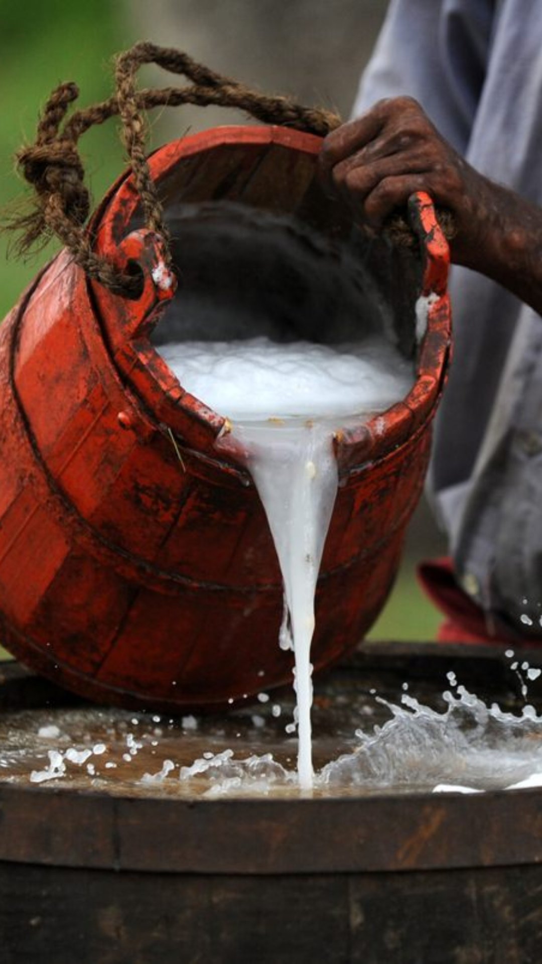 ताड़ और नारियल के पेड़ से निकाले गये