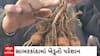 Sabarkantha News : બટાકાનું વાવેતર કરતા ખેડૂતો મુકાયા ચિંતામાં