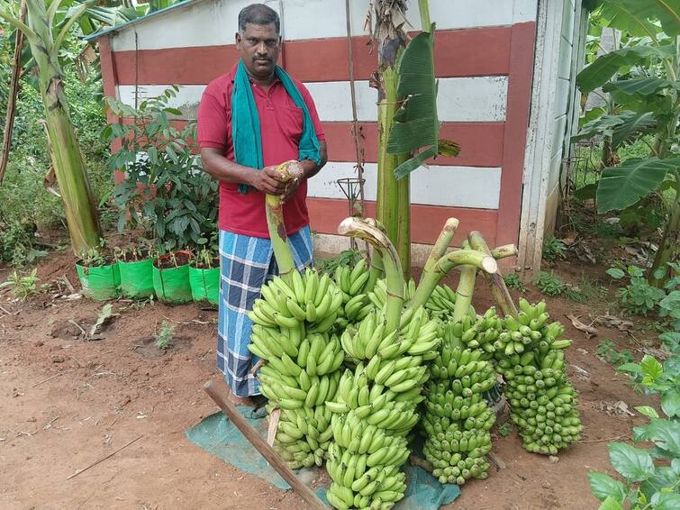 Pongal 2024 Farmers Not Interested in Banana Cultivation Will Prices Rise for Pongal in Thanjavur - TNN வாழைத்தார் சாகுபடியில் ஆர்வம் காட்டாத விவசாயிகள்: பொங்கலுக்கு வாழைப்பழங்கள் விலை உயருமா?