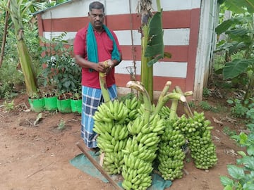 வாழைத்தார் சாகுபடியில் ஆர்வம் காட்டாத விவசாயிகள்: பொங்கலுக்கு வாழைப்பழங்கள் விலை உயருமா?