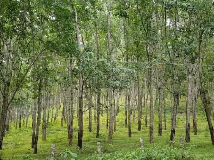 Agriculture news: விலை இல்லாததால் நொந்து போன ரப்பர் விவசாயிகள்- அழிக்கப்படும் ரப்பர் மரங்கள்