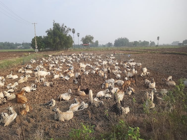 Agriculture news Weeds in Thanjavur district fields for organic manure - TNN இயற்கை உரத்திற்காக தஞ்சை மாவட்ட வயல்களில் வெள்ளாட்டுக்கிடை 