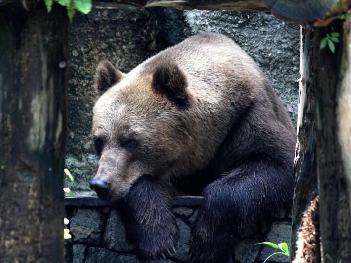 हाइबरनेशन प्रकिया के जरिए भालू बिना खाए पिए करीब 8 महीनों तक सो सकते हैं. वहीं नींद से जागने के बाद वापस स्वस्थ रूप से सक्रिय हो जाते हैं. इससे उन्हें लंबा सेहतमंद जीवन जीने में और कई तरह की समस्याओं से बचने में मदद भी मिलती है.