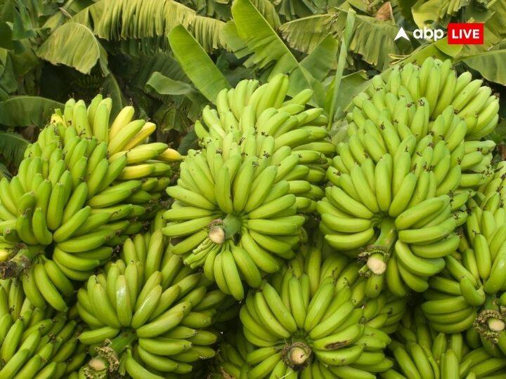 लड्डू के साथ ही हनुमान जी को केले भी बहुत पसंद है. इसलिए उन्हें भोग के रूप में केला चढ़ाया जाता है. हनुमान जयंती पर आज आप 11 केले लेकर सभी में एक-एक लौंग लगाकर बजरंगबली को अर्पित करें. फिर इन केले को प्रसाद के रूप में बच्‍चों में बांट दें. इस उपाय से हनुमान जी की कृपा बरसती है.