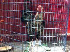 Karimnagar RTC Depot Auction Fighter Cock : బహిరంగ వేలానికి పందెం కోడిని పెట్టిన ఆర్టీసీ| ABP Desam