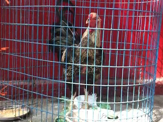 Karimnagar RTC Depot Auction Fighter Cock : బహిరంగ వేలానికి పందెం కోడిని పెట్టిన ఆర్టీసీ| ABP Desam