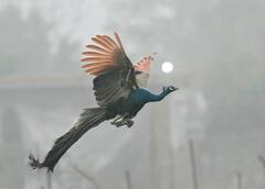 Haryana-Punjab Weather: हरियाणा और पंजाब में सामान्य से नीचे पहुंचा न्यूनतम तापमान, जानें- कहां, कितना हुआ दर्ज?