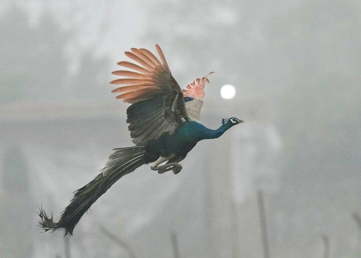 दोनों राज्यों के कई हिस्सों में सुबह कोहरा भी छाया रहा. इससे सड़कों पर लोगों को परेशानी हुई.