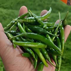 Green Chilli: ਸਵਾਦ ਵਧਾਉਣ ਦੇ ਨਾਲ ਹਰੀ ਮਿਰਚ ਖੰਘ ਤੇ ਜੁਕਾਮ ਲਈ ਵੀ ਹੈ ਫਾਇਦੇਮੰਦ