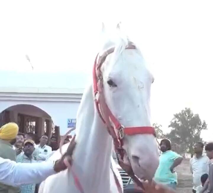 देशमुख कुटुंबीयांकडून देखील दरवर्षी आपला आवडता घोडा माळेगाव यात्रेत प्रदर्शनासाठी आणला जातो..