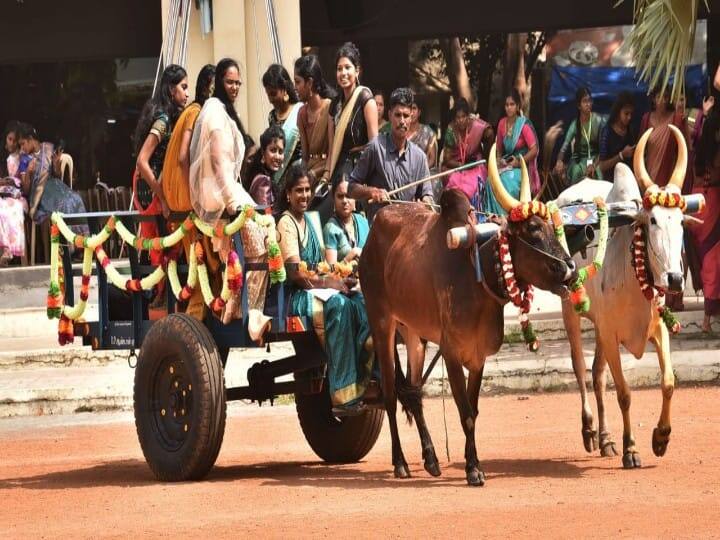பாரம்பரிய முறைப்படி மாட்டுவண்டியில் சென்ற கல்லூரி மாணவிகள்.