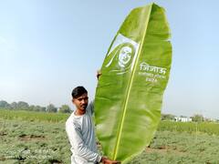 Buldhana News : केळीच्या पानावर कोरले राजमाता जिजाऊंचे चित्र; कलाकाराचे अनोख्या पद्धतीने अभिवादन