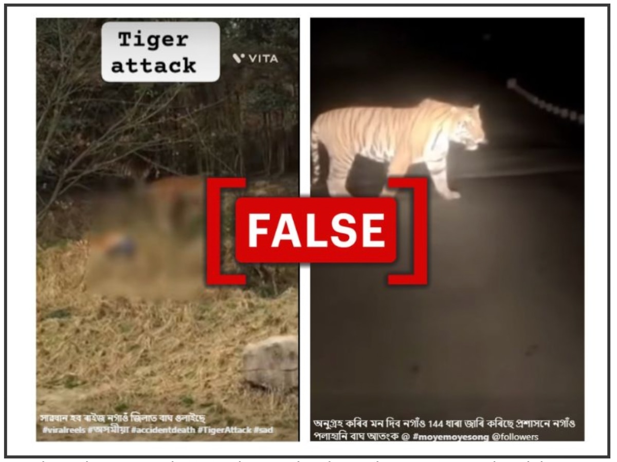 Fact Check: Viral Videos Passed Off As Recent Tiger Attack In Assam's Nagaon Are Old And Unrelated
