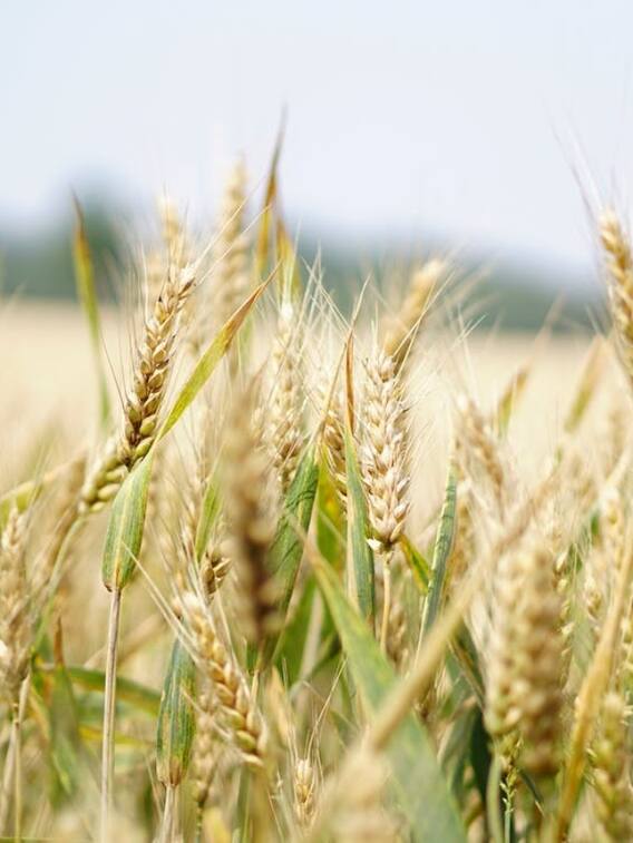 गेहूं की अच्छी पैदावार के लिए क्या करें