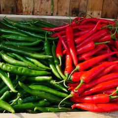 Green Chilli: ਸਵਾਦ ਵਧਾਉਣ ਦੇ ਨਾਲ ਹਰੀ ਮਿਰਚ ਖੰਘ ਤੇ ਜੁਕਾਮ ਲਈ ਵੀ ਹੈ ਫਾਇਦੇਮੰਦ