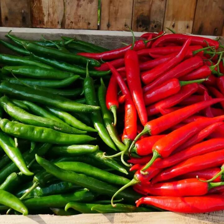 ਹਰੀ ਮਿਰਚ 'ਚ ਕੈਪਸੈਸੀਨ ਨਾਂ ਦਾ ਮਿਸ਼ਰਣ ਪਾਇਆ ਜਾਂਦਾ ਹੈ, ਜੋ ਪਾਚਨ ਕਿਰਿਆ ਨੂੰ ਠੀਕ ਰੱਖਣ 'ਚ ਮਦਦ ਕਰਦਾ ਹੈ। ਜੇਕਰ ਤੁਸੀਂ ਪਾਚਨ ਸੰਬੰਧੀ ਸਮੱਸਿਆਵਾਂ ਤੋਂ ਪਰੇਸ਼ਾਨ ਹੋ ਤਾਂ ਲਾਲ ਮਿਰਚ ਦੀ ਬਜਾਏ ਹਰੀ ਮਿਰਚ ਨੂੰ ਆਪਣੀ ਡਾਈਟ 'ਚ ਸ਼ਾਮਲ ਕਰ ਸਕਦੇ ਹੋ।